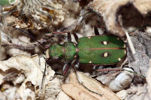 Réf. 305 768 : Cicindela campestris